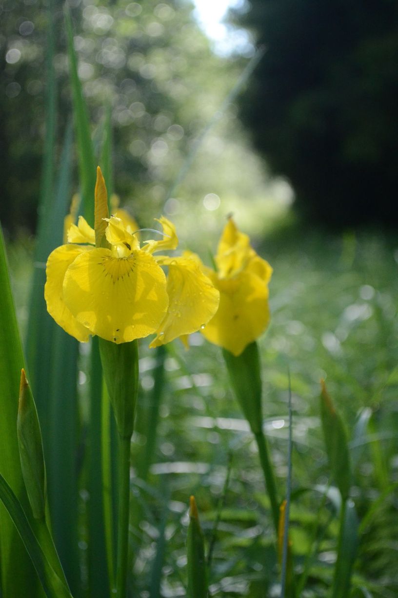 Изображение особи Iris pseudacorus.