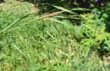 Anisantha sterilis