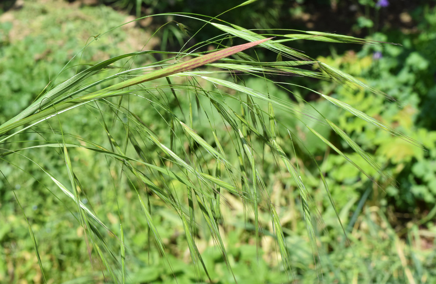 Изображение особи Anisantha sterilis.