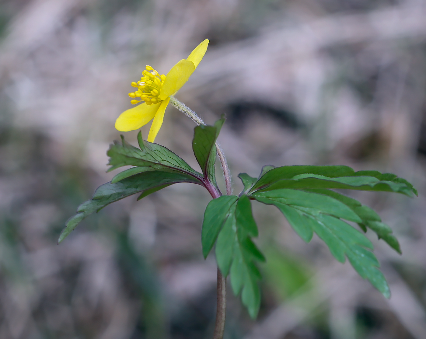 Image of Anemone ranunculoides specimen.