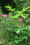 Dicentra spectabilis