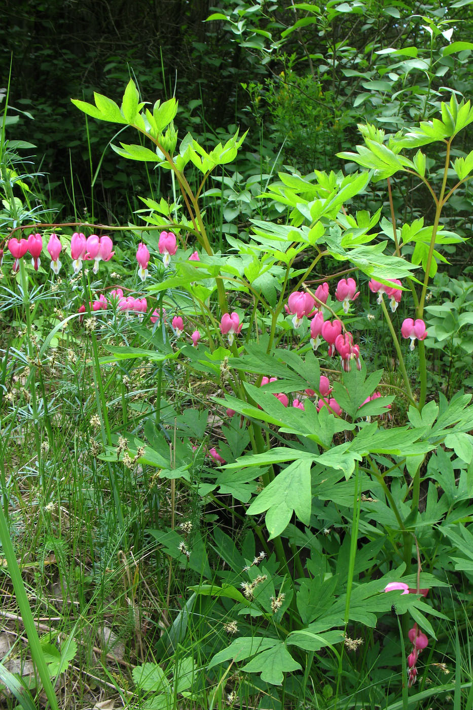 Image of Dicentra spectabilis specimen.