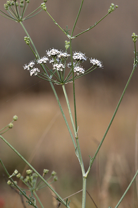 Image of Oedibasis apiculata specimen.