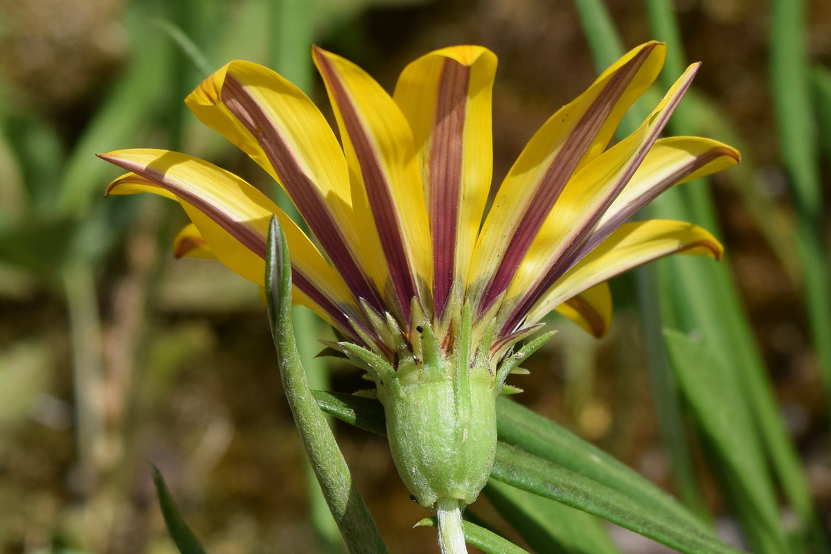 Image of Gazania &times; hybrida specimen.