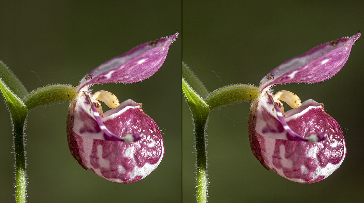 Image of Cypripedium guttatum specimen.