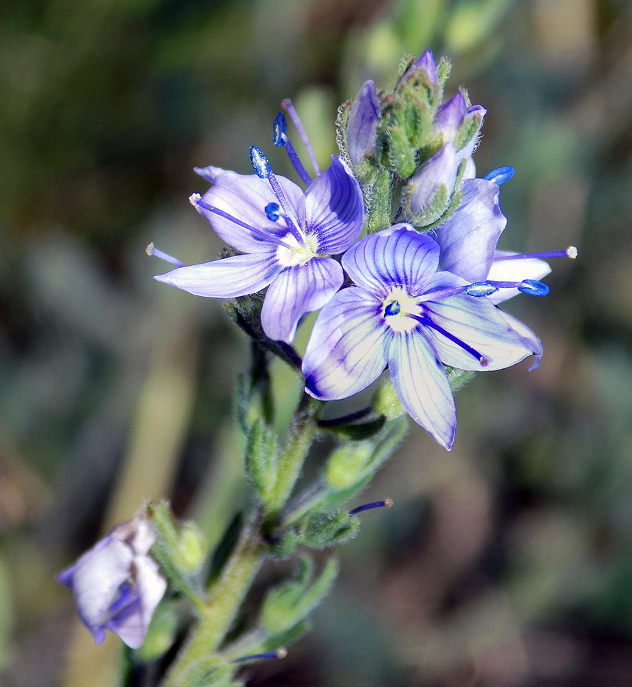 Изображение особи Veronica dentata.