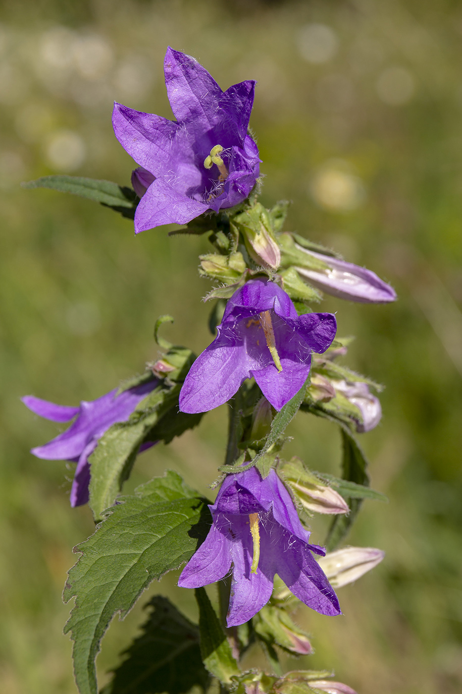 Изображение особи Campanula trachelium.