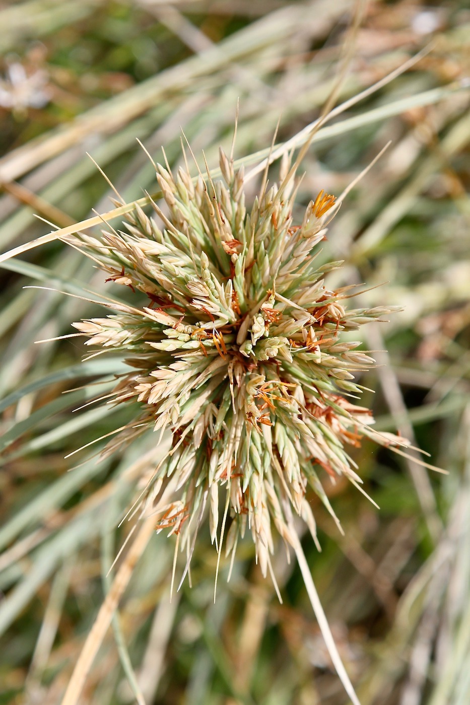 Image of Spinifex longifolius specimen.