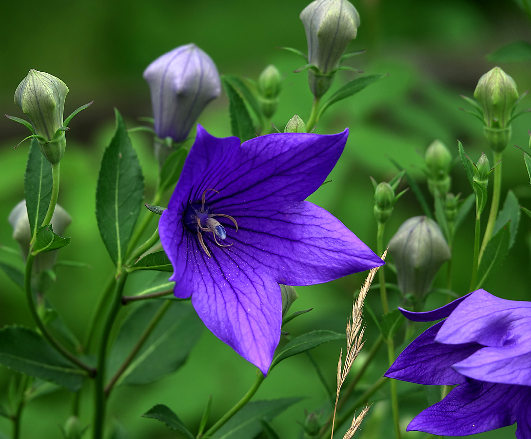 Image of Platycodon grandiflorus specimen.