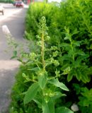 Spiraea alba