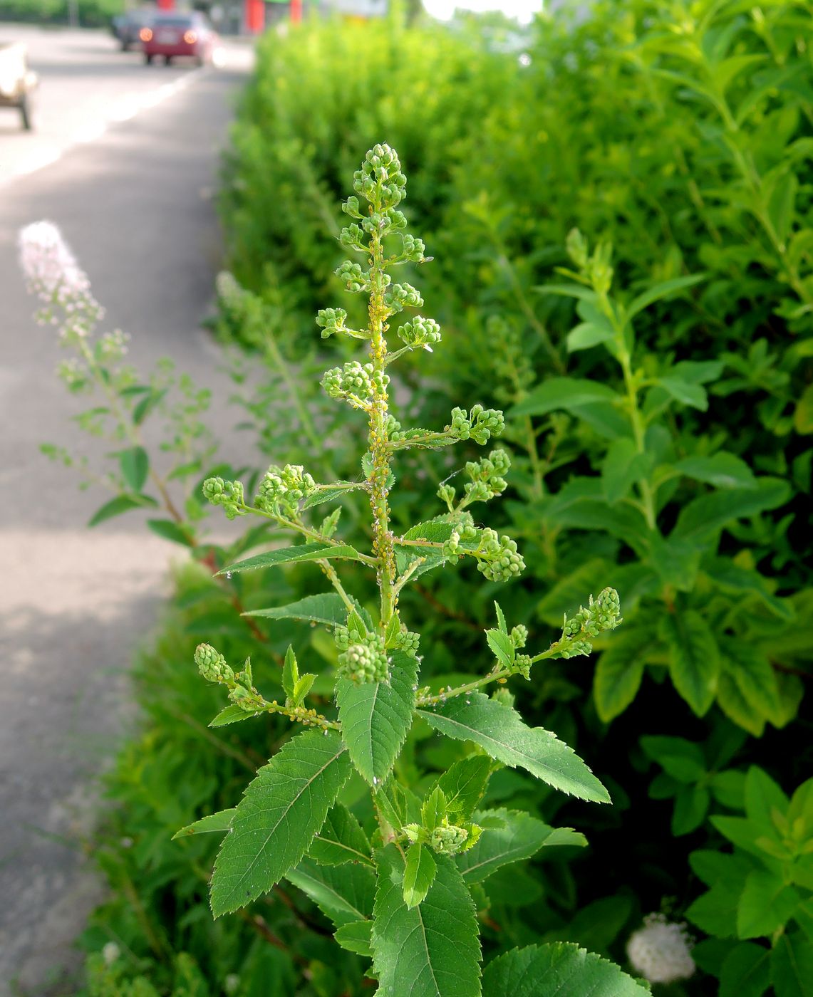 Image of Spiraea alba specimen.