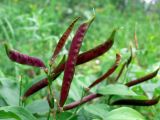 Lathyrus vernus. Плоды. Свердловская обл., окр. г. Среднеуральск, дер. Коптяки, опушка смешанного леса. 13.06.2010.