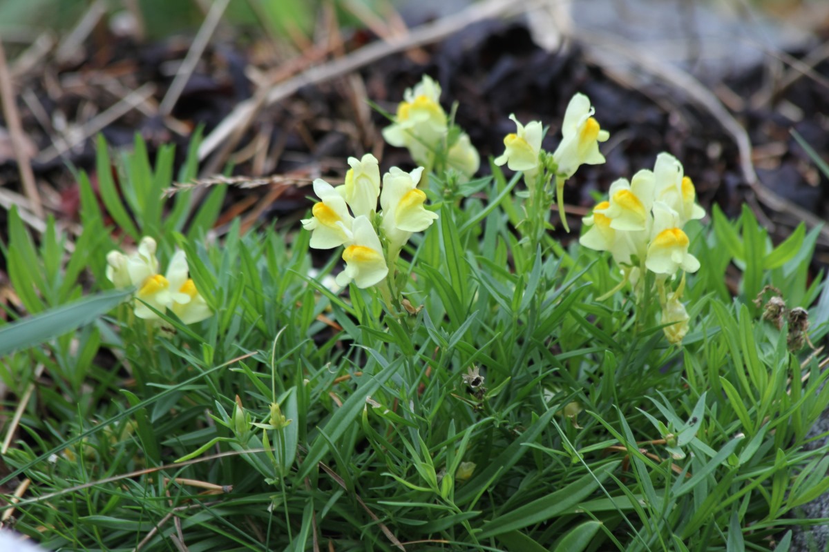 Image of Linaria vulgaris specimen.