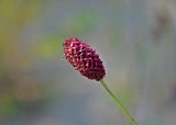 Sanguisorba officinalis. Соцветие. Челябинская обл., Кыштымский гор. округ, берег Каолинового карьера, глинистый склон. 24.07.2020.