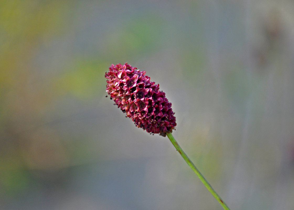 Image of Sanguisorba officinalis specimen.