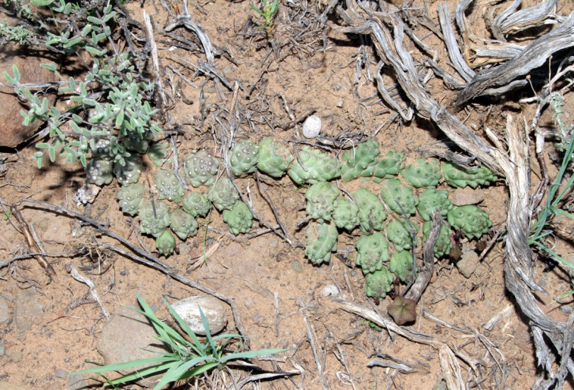 Image of Duvalia corderoyi specimen.