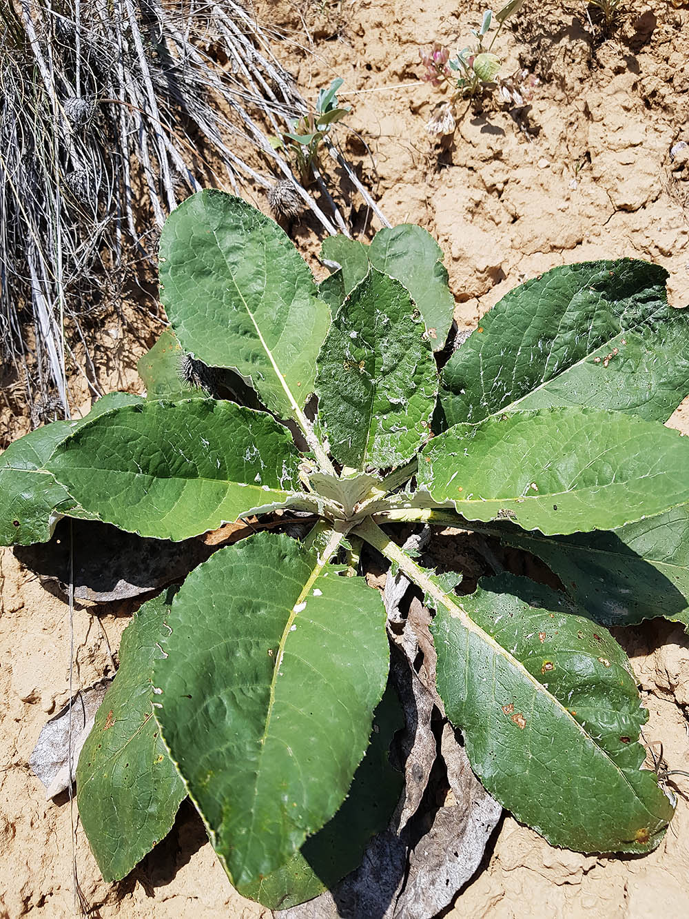 Изображение особи Lamyropappus schakaptaricus.