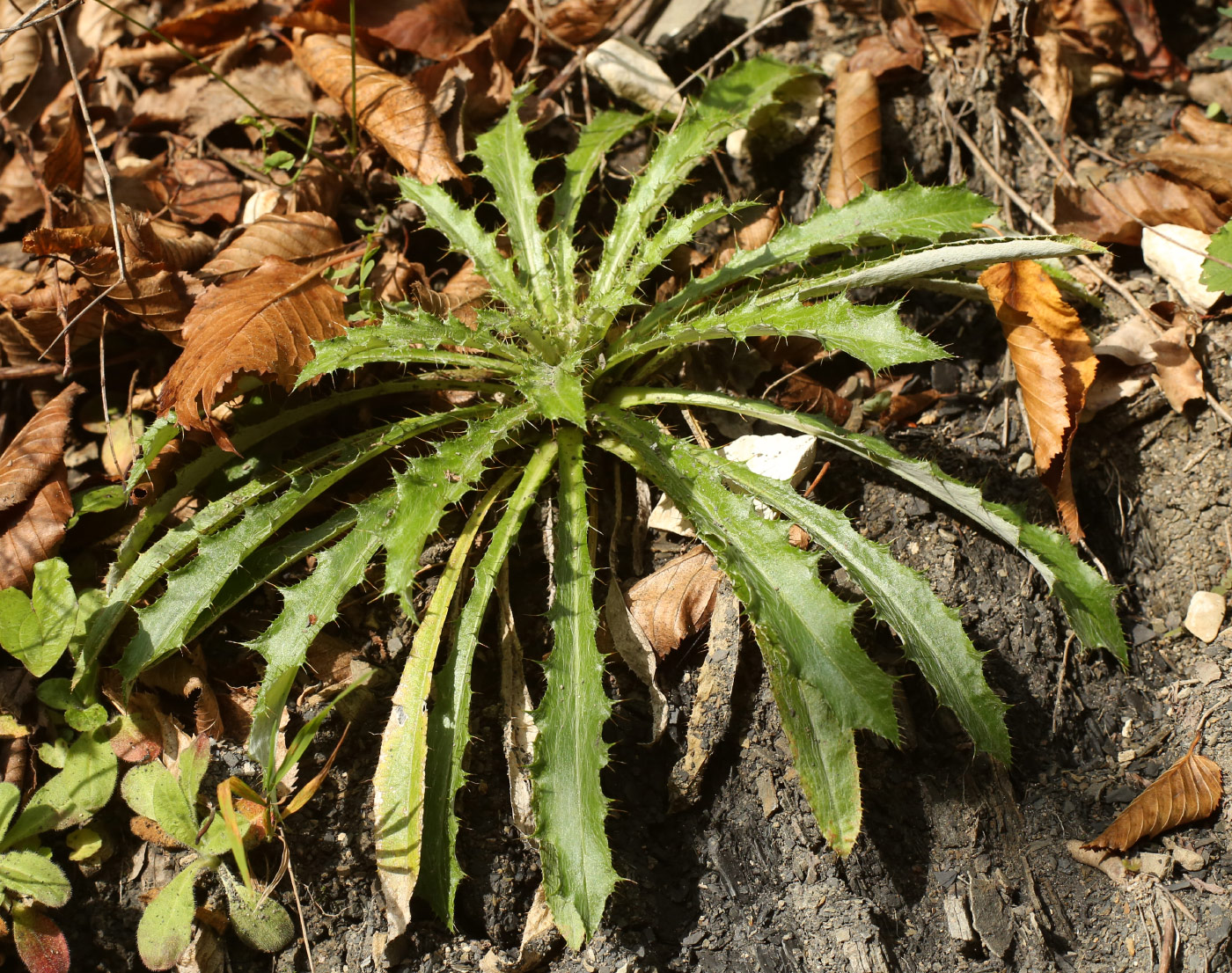 Изображение особи Carlina biebersteinii.