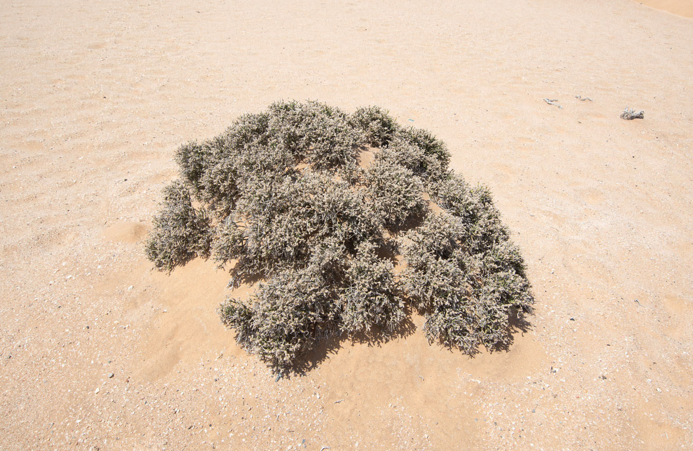 Image of Arthraerua leubnitziae specimen.
