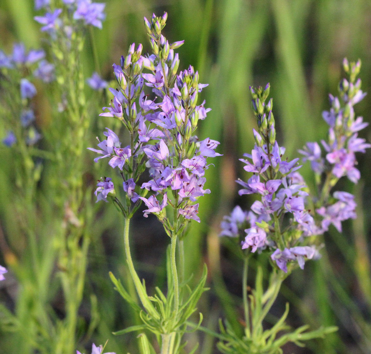 Image of Veronica multifida specimen.