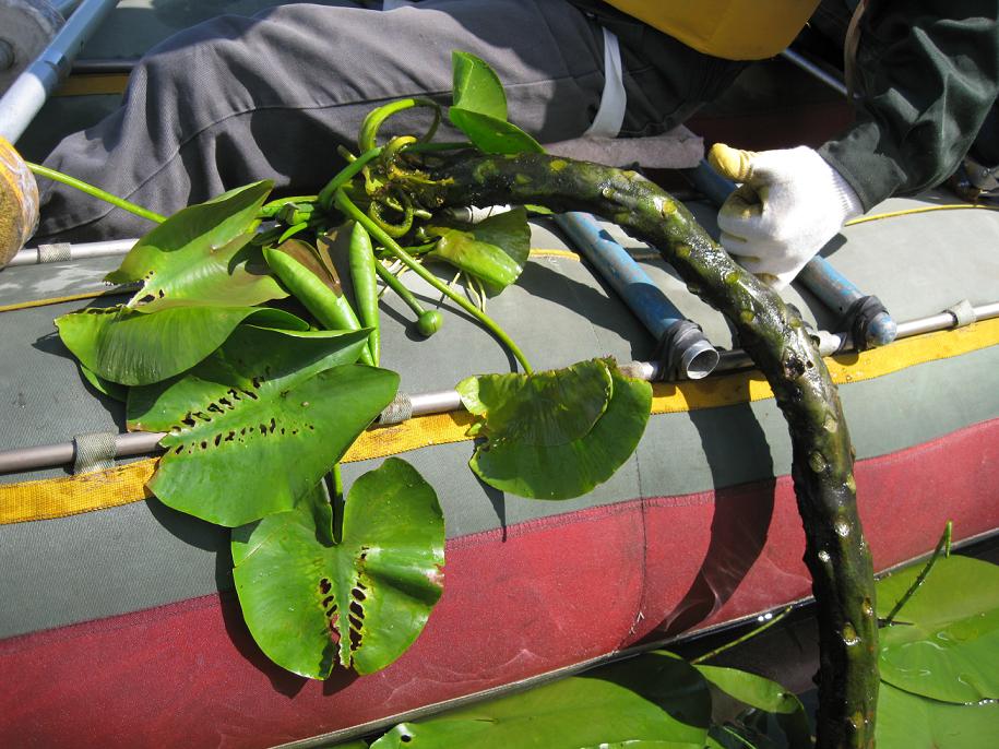 Image of Nuphar lutea specimen.