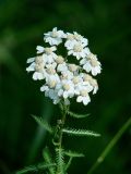 Achillea impatiens. Верхушка цветущего растения. Иркутская обл., Иркутский р-н, ур. Падь Еловая, смешанный лес. 20.07.2020.