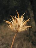 Psoralea bituminosa. Соплодие. Хорватия, Дубровник, гора Srd, травянистый склон с одиночными кустарниками. 28 августа 2010 г.