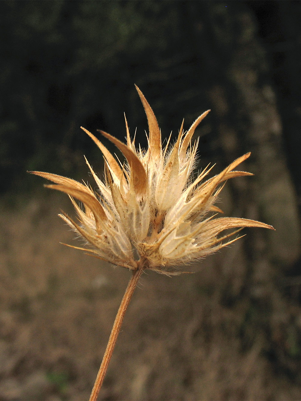 Image of Psoralea bituminosa specimen.