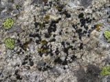 class Lecanoromycetes. Талломы. Кабардино-Балкария, Эльбрусский р-н, долина р. Ирикчат, ок. 2800 м н.у.м., камень. 06.07.2020.