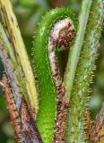 familia Cyatheaceae