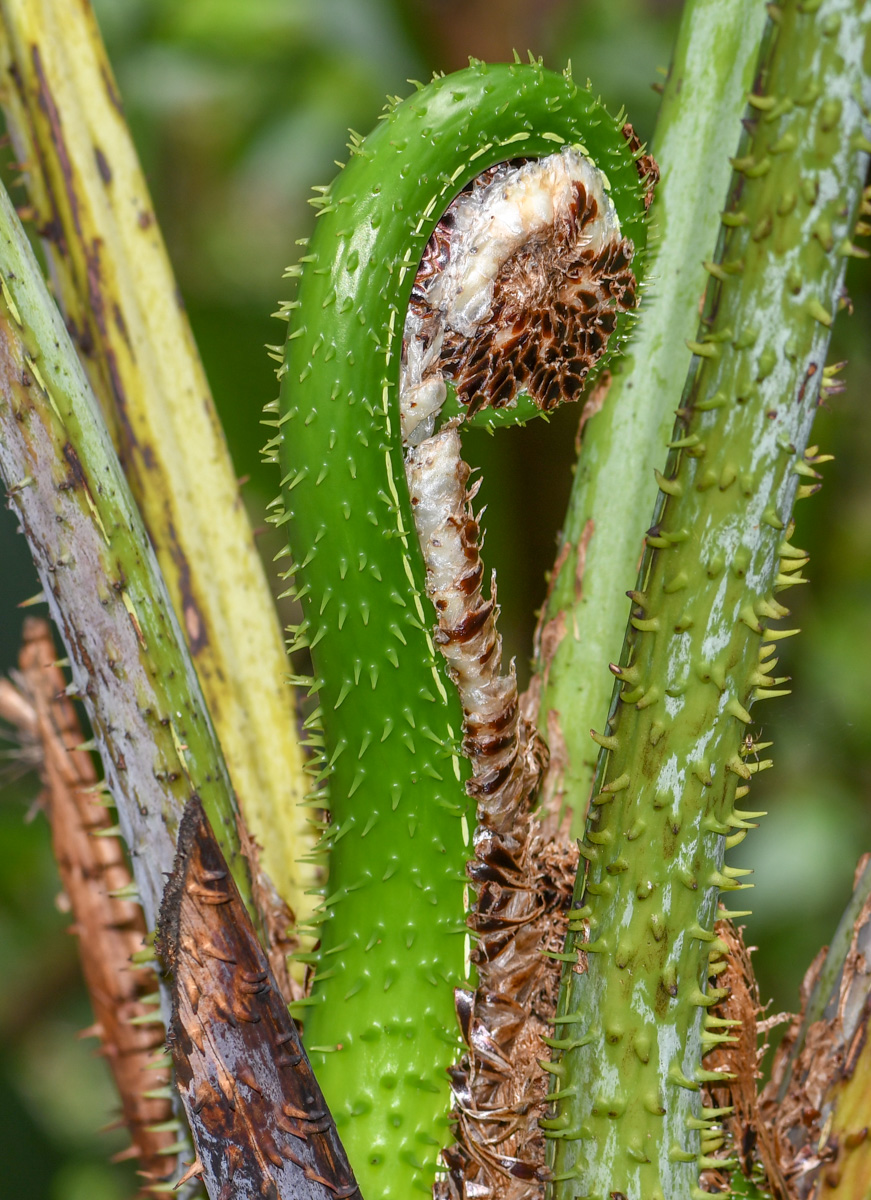 Изображение особи семейство Cyatheaceae.