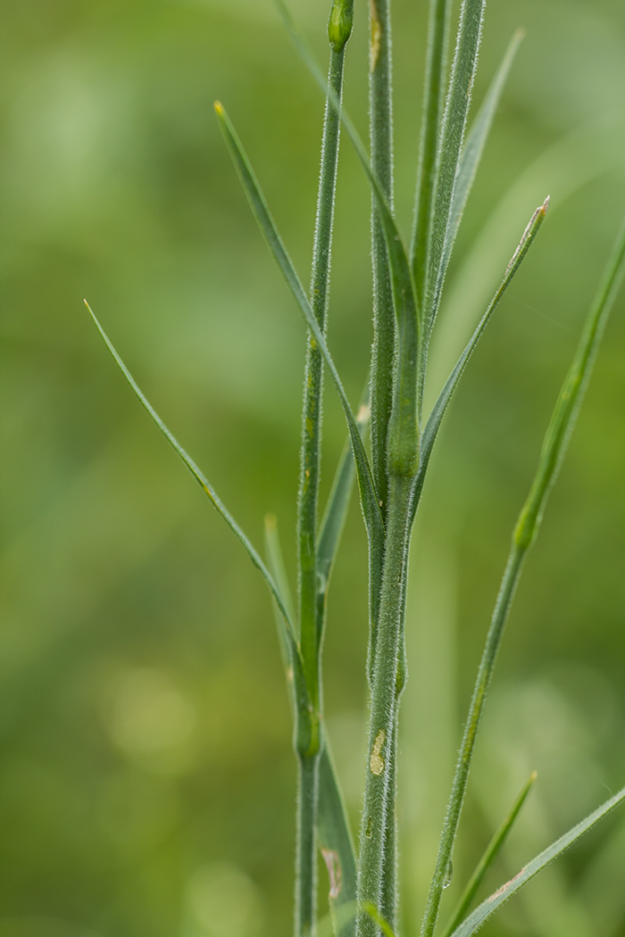 Image of Dianthus lanceolatus specimen.