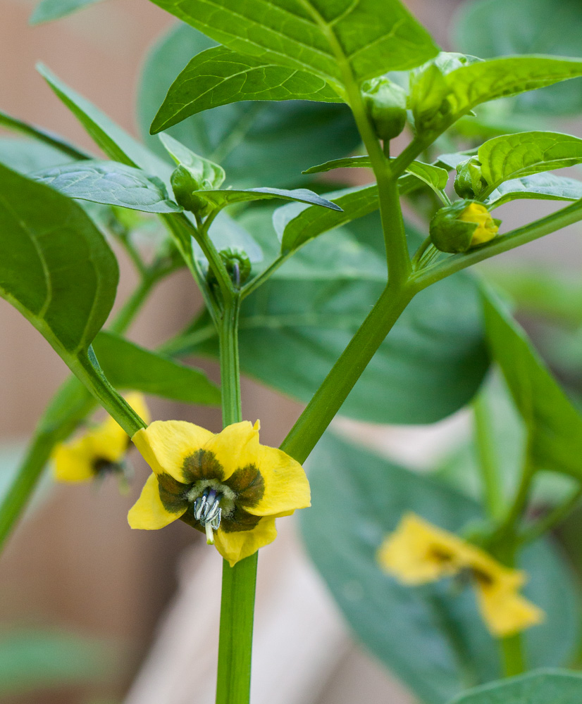 Изображение особи Physalis ixocarpa.