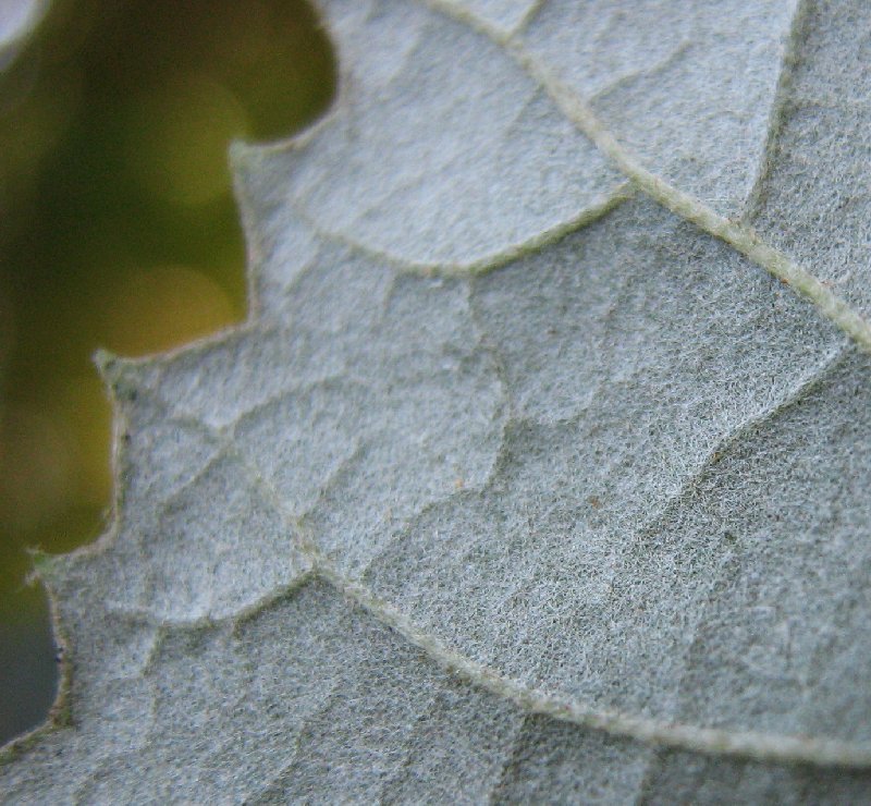 Image of Tilia tomentosa specimen.