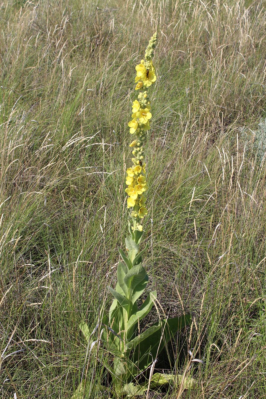 Image of Verbascum densiflorum specimen.