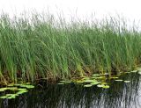 Typha angustifolia