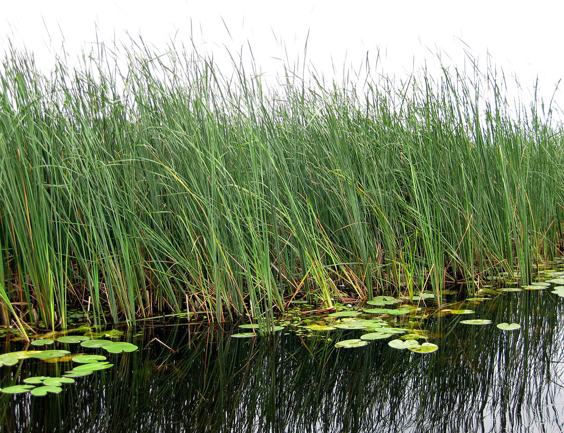 Изображение особи Typha angustifolia.