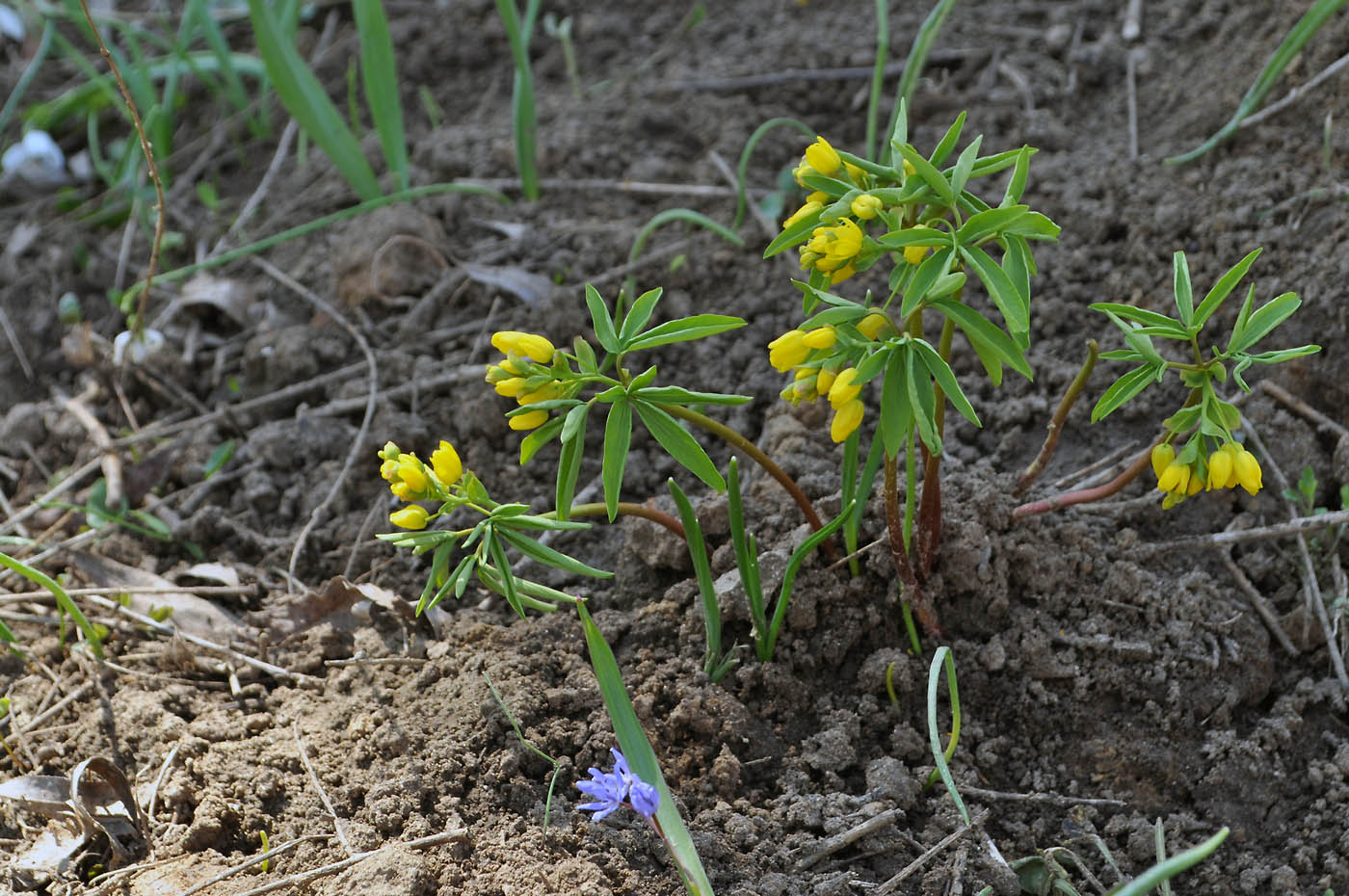 Изображение особи Gymnospermium odessanum.