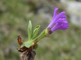 Primula integrifolia. Побег с соцветием. Испания, автономное сообщество Каталония, провинция Жирона, комарка Рипольес, муниципалитет Сеткасес, курорт \"Вальтер 2000\", ≈2200 м н.у.м., каменистый луг. 01.06.2021.