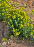 Euphorbia cyparissias. Цветущие растения. Калмыкия, Лаганский р-н, г. Лагань, в культуре. 22.04.2021.