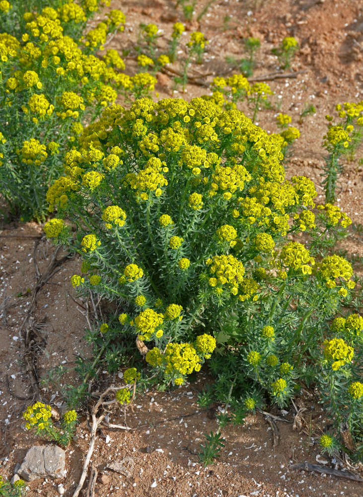 Изображение особи Euphorbia cyparissias.