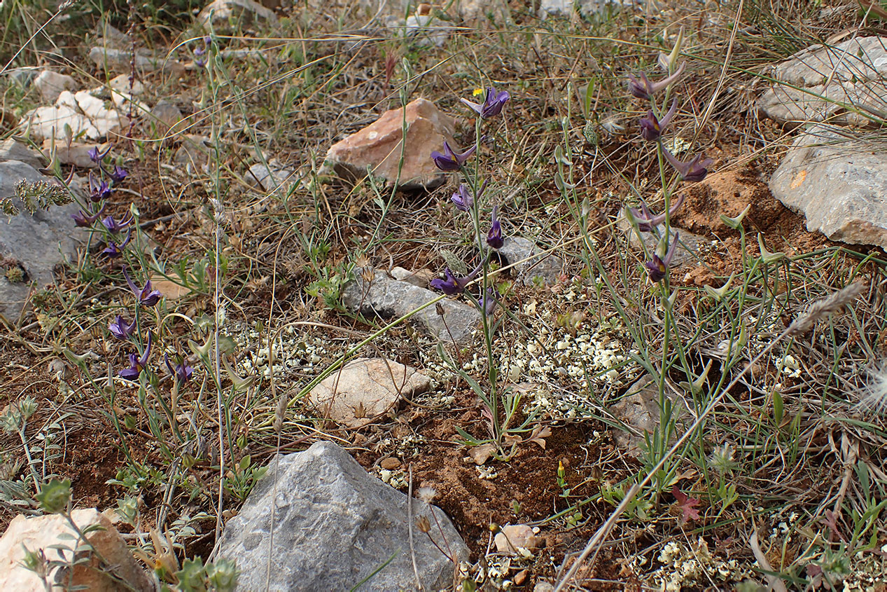Изображение особи Delphinium peregrinum.