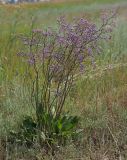 Limonium gmelinii