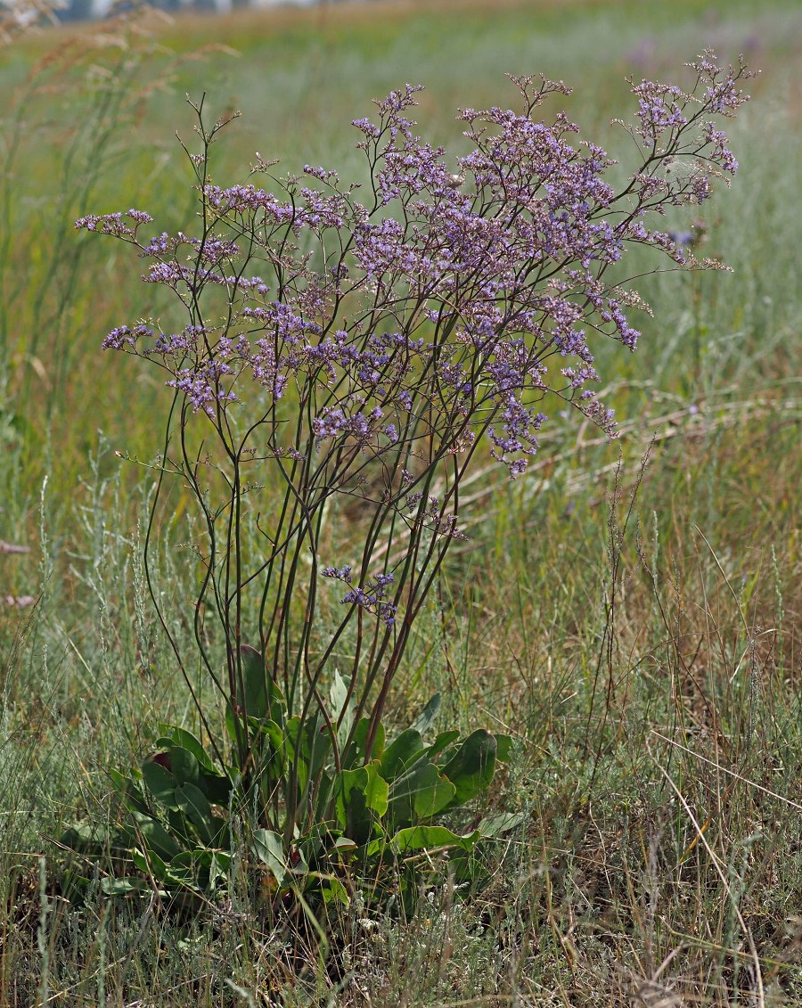 Image of Limonium gmelinii specimen.