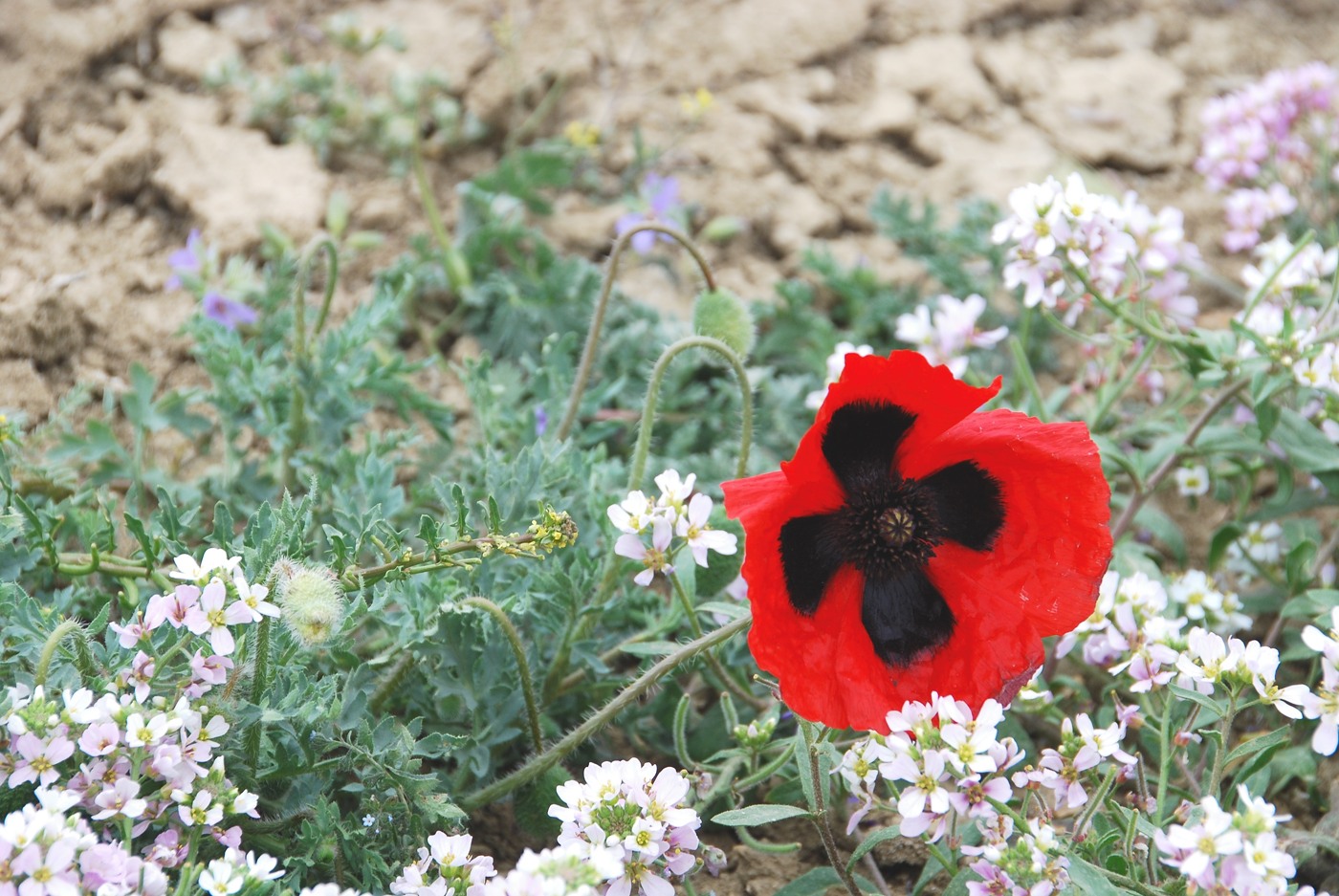 Изображение особи Papaver arenarium.