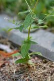 Epilobium adenocaulon