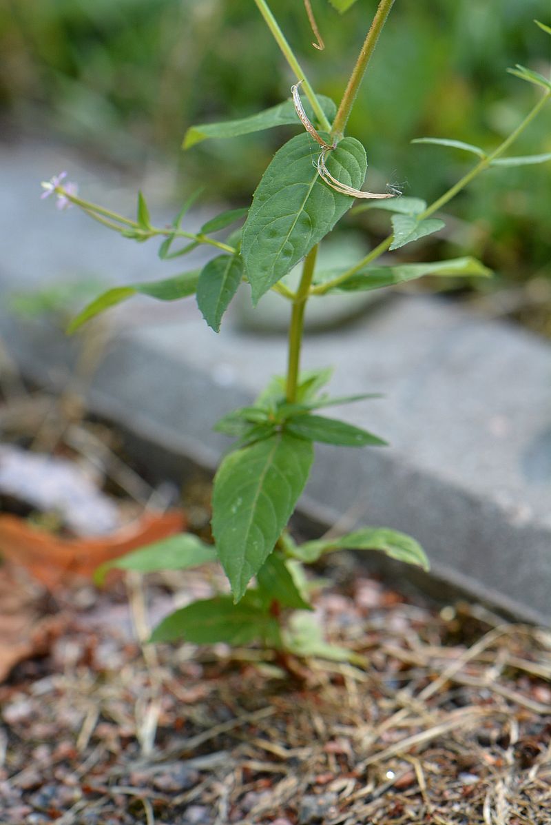 Image of Epilobium adenocaulon specimen.