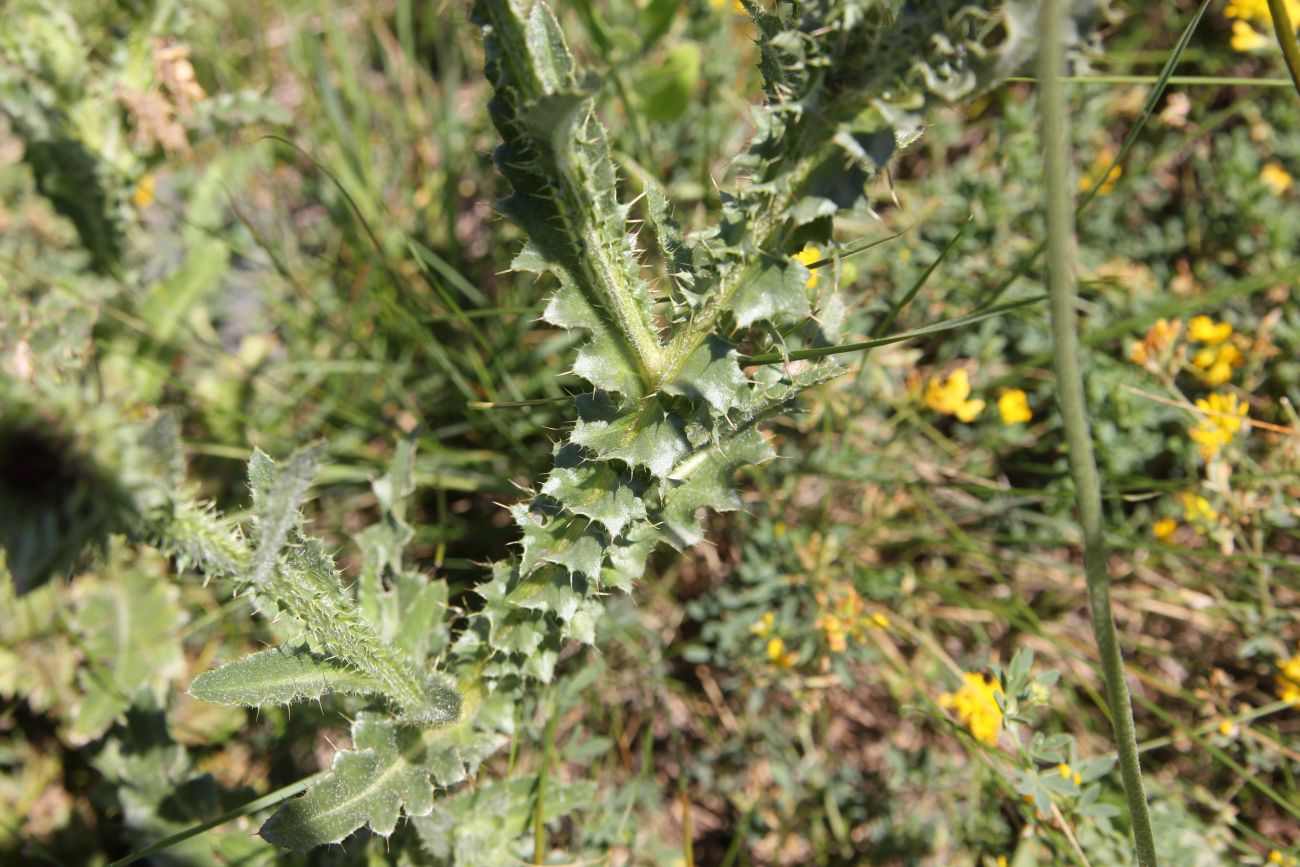 Image of Carduus thoermeri specimen.