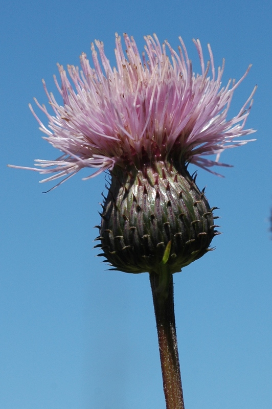 Image of Cirsium helenioides specimen.