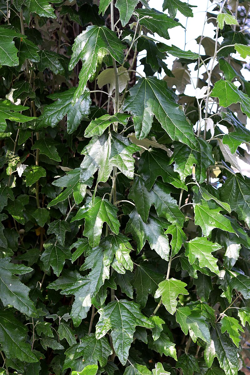 Image of Populus alba specimen.